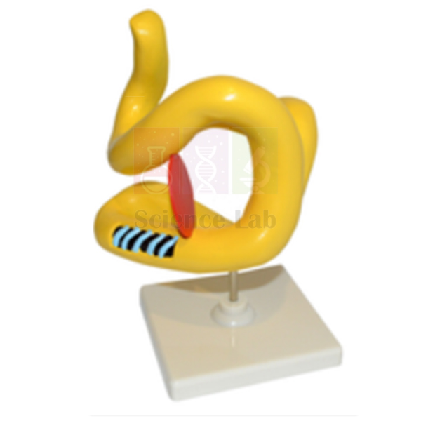 Amino Acid Pattern in Polypeptide Chain