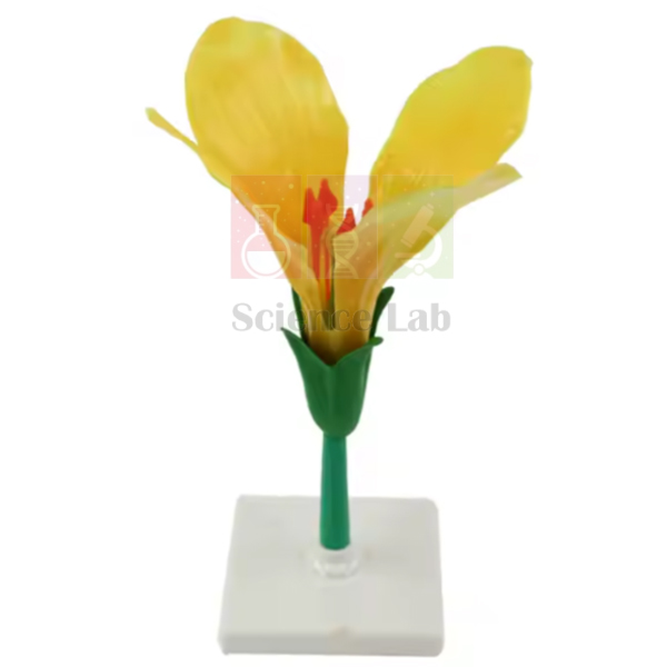 Cabbage Flower Model