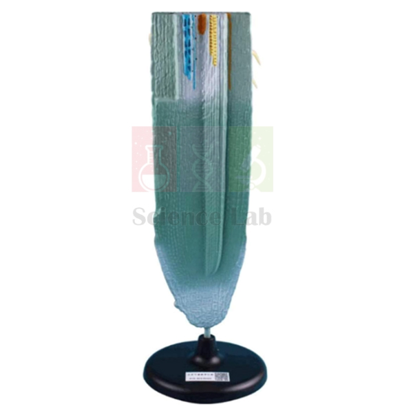 Cellular Structure of the Root Tip