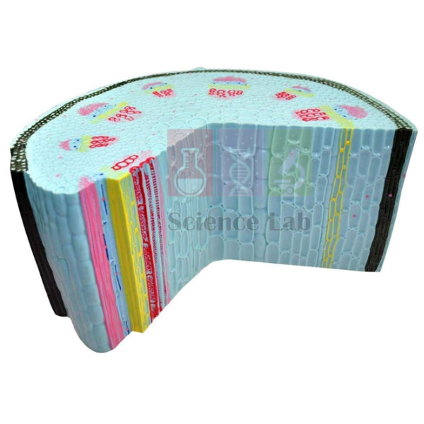 Stem of a Dicotyledonous Plant