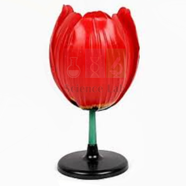 Tulip Flower Pattern